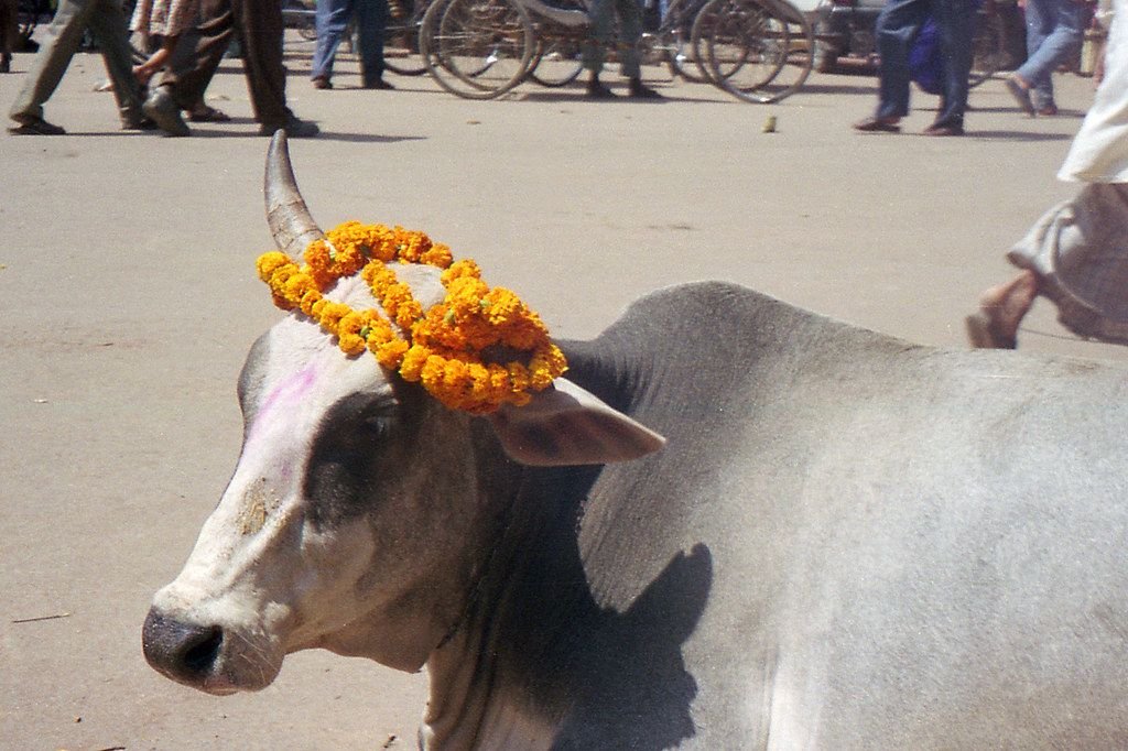 Gau Puja